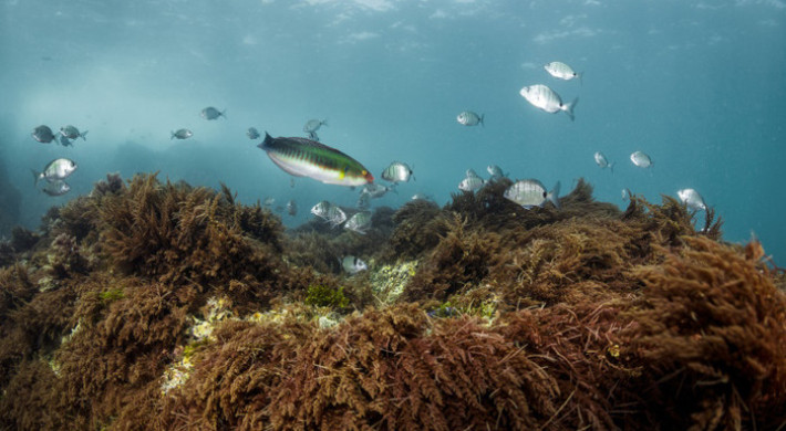Parque Natural Marinho Pedra do Valado